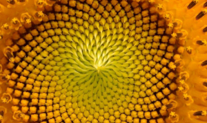 Fibonacci sequence